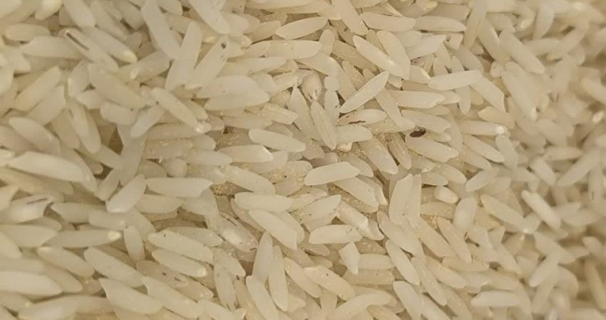 نشانه های برنج شپشک زده