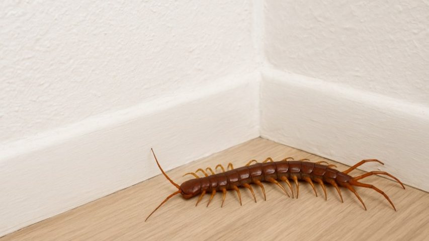 سمپاشی هزلر پا