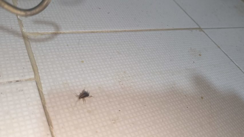 سم پاشی سوسک