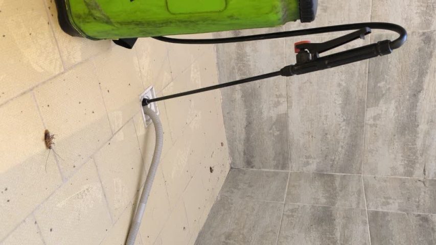 از کجا بفهمیم خونه ما سوسک داره