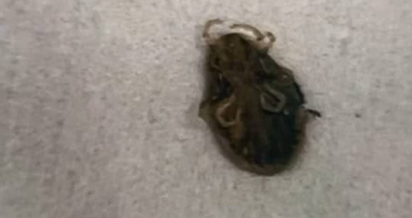 سمپاشی کنه کبوتری