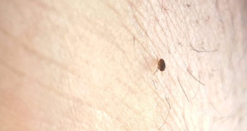 عمر کک در خانه