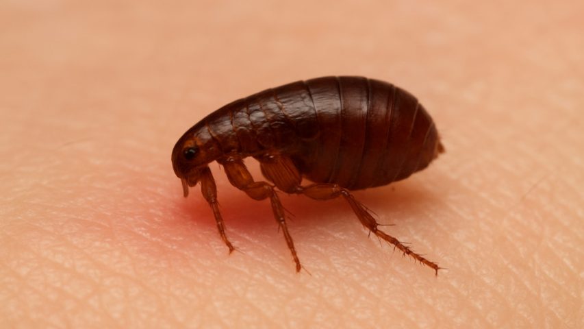 درمان کک گزیدگی در خانه