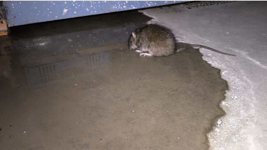 طعمه گذاری موش