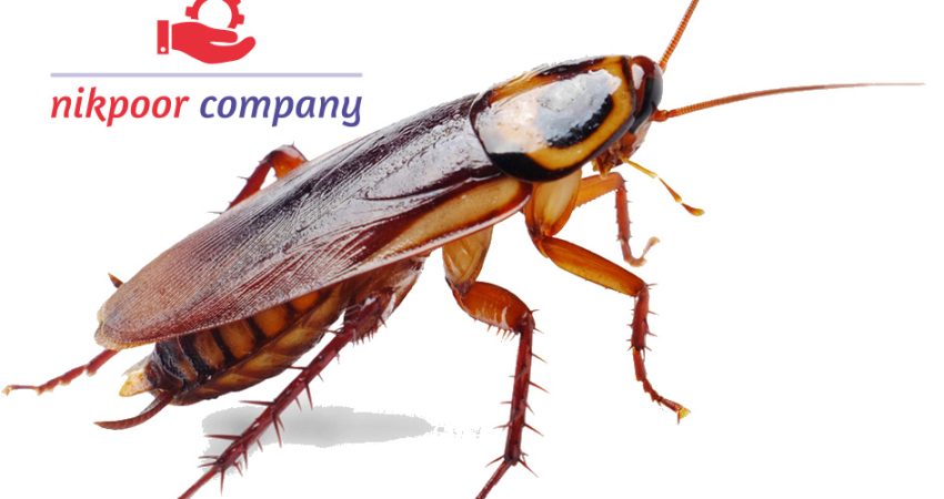 سمپاشی سوسک